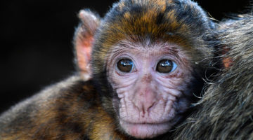 Tour a Puerto Maldonado 3D2N – Caiman cocha – isla de monos