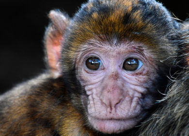 Tour a Puerto Maldonado 3D2N – Caiman cocha – isla de monos