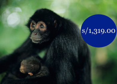 Tour a Puerto Maldonado 4D3N – Isla de los monos – Apu victor