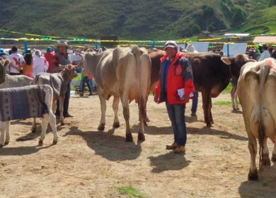Actividades economicas de  Puno