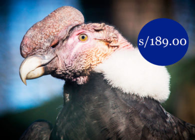 VUELO DEL CONDOR – CHONTA – CUSCO